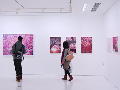蜷川実花 写真展 桜 フォトニュース Ehills Club