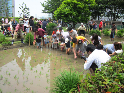 今年は熊本県とコラボ！「屋上庭園 田植えイベント 2012」