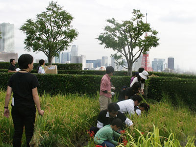 六本木ヒルズ屋上庭園稲刈りイベント2012