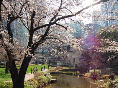 毛利庭園の桜が開花 フォトニュース Ehills Club